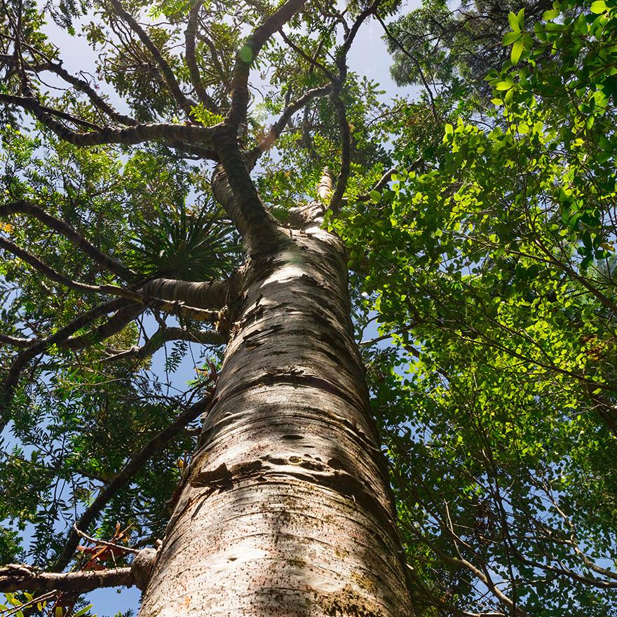 The crown of a jungle tree